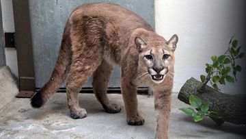 This cougar was living illegally in an apartment in New York City.