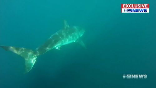 The great white shark circled the fishermen's kayaks at Urunga. Picture: 9NEWS