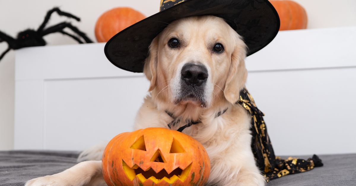 Halloween 2023: Dr Katrina Warren explains how to keep your pets safe during Halloween