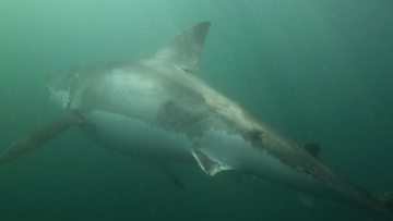 The 3.5-metre great white was scarred after its battle with the orcas.