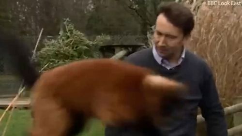 Alex Dunlop was doing a story about the annual animal count at a UK zoo. (BBC Look East)