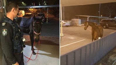 The 51-year-old allegedly rode her mount through the drive-through section of a pub in Logan, Queensland while more than four times the legal alcohol limit.