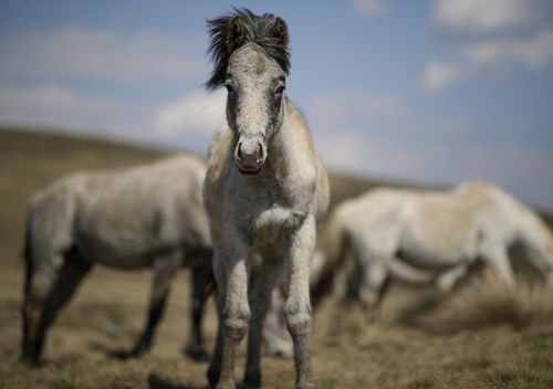 Brumbies also known as feral horses or wild horses seen roaming in the Kosciuszko National Park near Kiandra, NSW