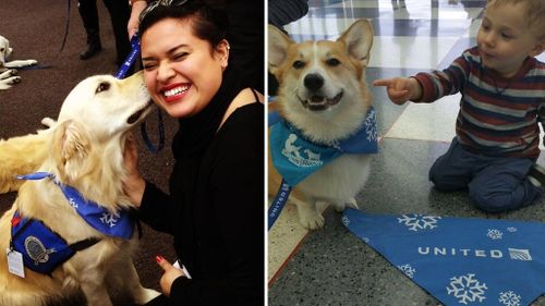 Flying home for the holidays made less stressful with dogs used to calm passengers