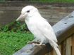 Rare white kookaburra spotted on Queenslander's fence
