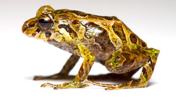 A Pristimantis mutabilis frog. (AFP)