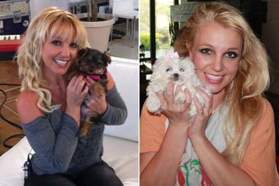 Britney sure knows how to pamper her puppies, spending $33,000 in 2013 alone on her new pooches, a white Maltese terrier and a Yorkshire terrier.<br/><br/>According to legal docs filed for her conservatorship, Britters bought the pups for $14,000 and spent $1700 on doggy clothes, $5600 on a dog-sitter and the rest on food and general upkeep.<br/><br/>Images: Twitter