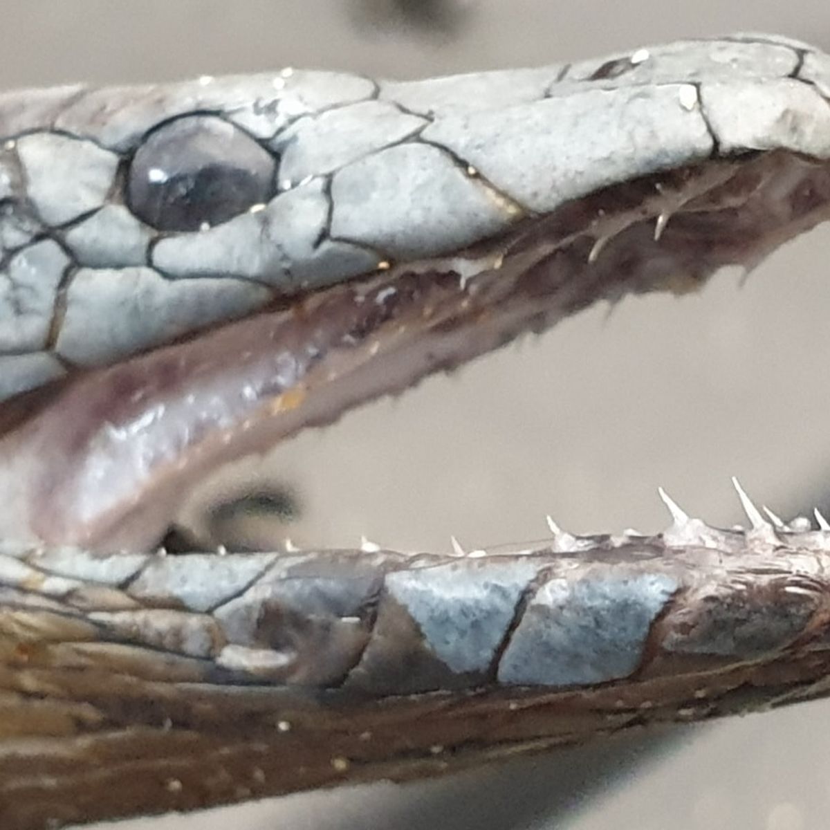 beaked sea snake bite