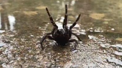 Funnel-web spider safety Today