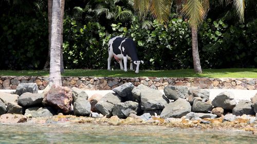 A life-size Holstein-Friesian cow statue that locals say was moved to a different spot weekly and sometimes even daily while Epstein lived there.