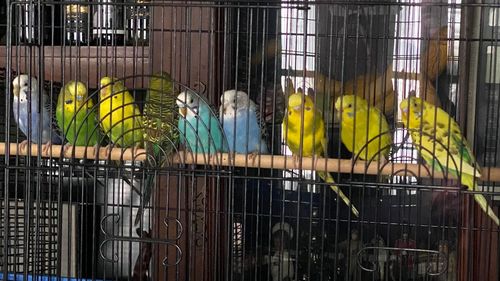 Staff at the Detroit Animal Welfare Group, in the state of Michigan, were "shocked" to find the birds "crammed in seven cages" but "could not turn them away".