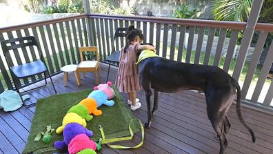Franco family greyhound adoption special bond