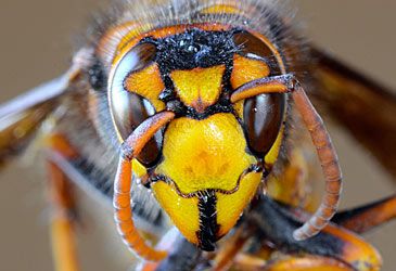 'Murder hornets' are endemic to which continent?
