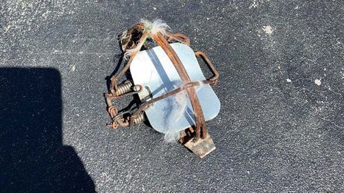 The cat was trapped in this device left on a street in Sydney's Canterbury.