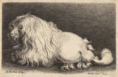 <strong>Poodle</strong>