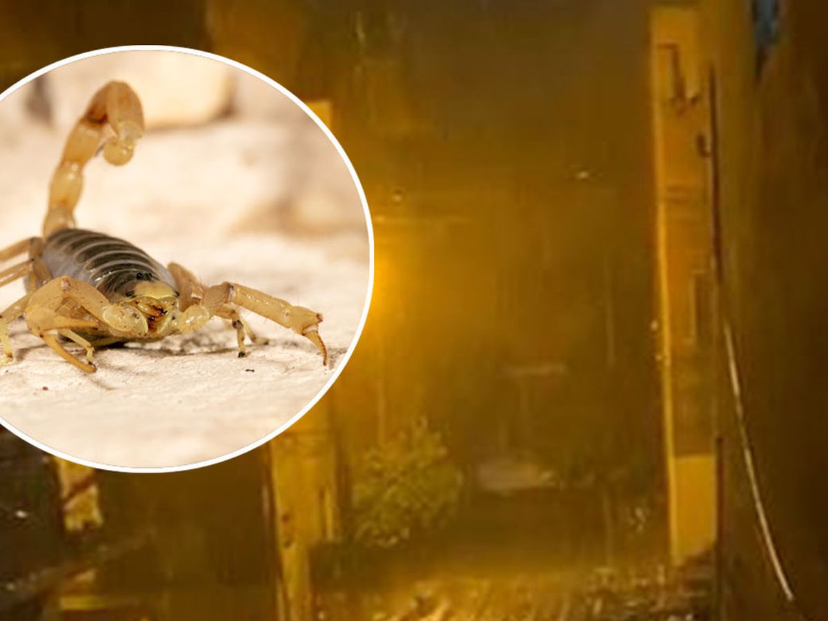 Swarm of Venomous Scorpions Injure Hundreds During Storms in Egypt