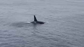 &#x27;Rare&#x27; sight off NSW coast as orcas frolic metres from shore