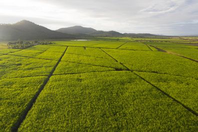 Aerial view over plantation of sugar canes agriculutural landscape in tropical wonderland with mountains in the background and path inbtween fields