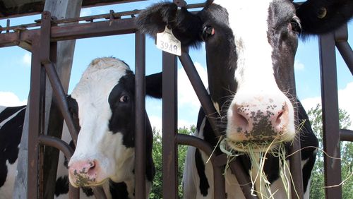 Cows at a dairy farm eat hay.
