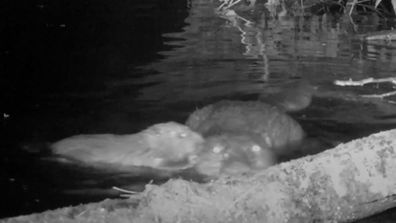 Pierwsze dziecko bobra urodzone w Exmoor od 400 lat