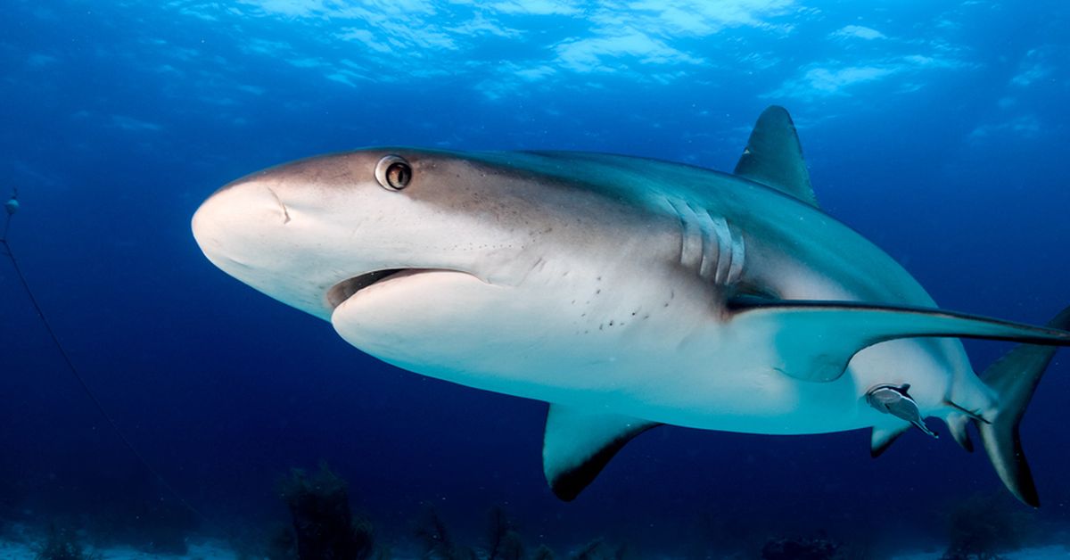 Australia is responsible for one in five shark products seized at NZ borders