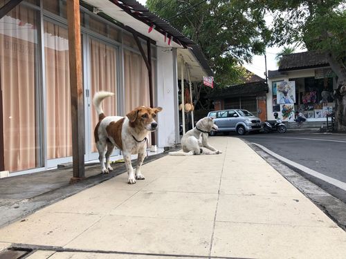 Officials told 9news.com.au the Bali government is against eating dog meat, but hard work is required in convincing the many villages to change their rules and legislation.