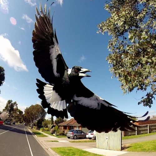 Authorities have warned for people trying to avoid the angry birds to travel in groups. (Instagram / bike_selfie_king)