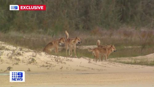 Footage obtained exclusively by 9News shows a pack of dingoes believed to be those which attacked a 24-year-old woman while jogging on K'gari in Queensland.