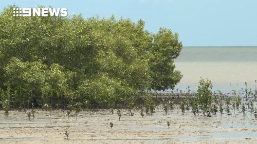 Rangers are urging people to stay away from all waterways in Far North Queensland. (9NEWS)