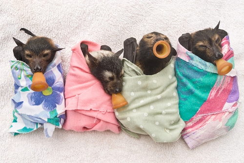 Spectacled Flying Fox babies are seen sleeping after a big meal.
