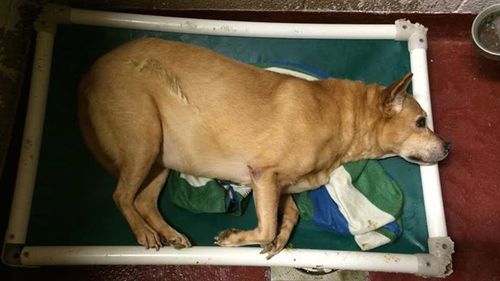 Not-for-profit appeals to public after disabled dog found wandering in backyard