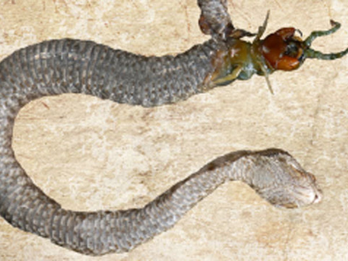 Centipede and snake eat each other - 9News