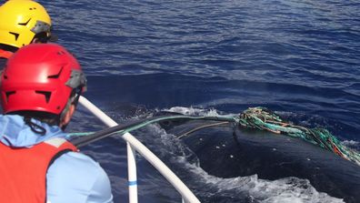 This photo provided by the National Oceanic and Atmospheric Administration shows an entangled humpback whale in the Hawaiian Islands Humpback Whale National Marine Sanctuary off Maui. The female humpback, traveling with a male and a calf, was freed on Monday, Feb. 14, 2022. (M. Lammers/NOAA via AP) (MMHSRP Permit # 18786-06)