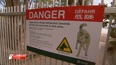 A dingo attack on 23-year-old Brisbane woman Sarah Peet who was jogging on a Queensland beach has sparked debate.
