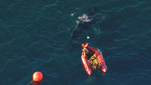 A juvenile humpback whale freed after becoming entangled in shark nets off Whale Beach in Sydney 
