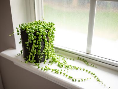 String of Pearls houseplant