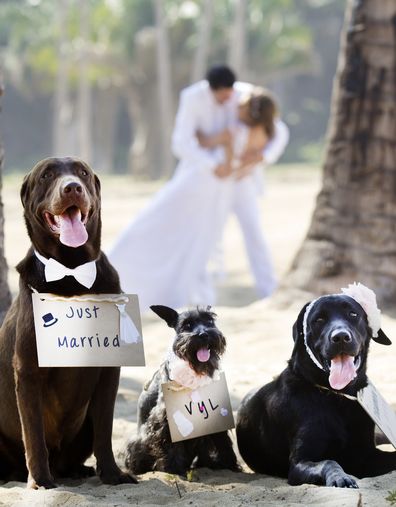 Dogs at wedding. Happy bridal couple. Bride and groom. Wedding day