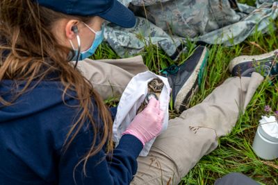 'Manitoba burrowing owl recovery program'