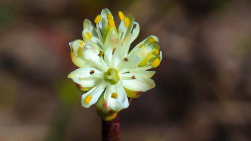 The flower of Triantha occidentalis.