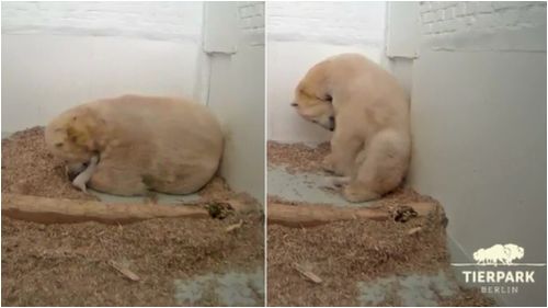 The mother and daughter were filmed sharing a special moment. (Tierpark Berlin)