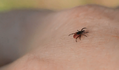 The disease is spread by a bacteria found in ticks.