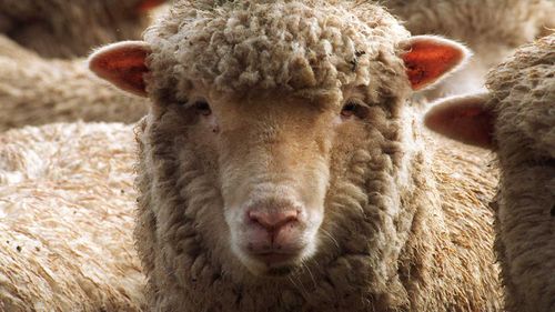 China is not accepting lambs from two major Australian slaughterhouses.