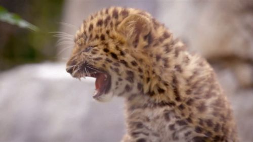 The baby big cats are an endangered subspecies of leopard. Picture: 9NEWS