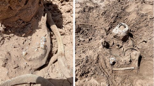 These photos of Saturday, May 7, 2022, provided by Lindsey Melvin of Henderson, Nev., shows human remains she and her sister discovered on a sandbar that recently surfaced as Lake Mead recedes. A closer look revealed a human jaw with teeth. The National Park Service confirmed in a statement that the bones are human. (Lindsey Melvin via AP)