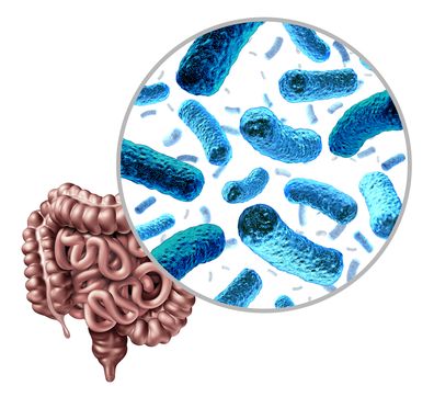 Bacteria in the intestine as gut probiotic bacterium