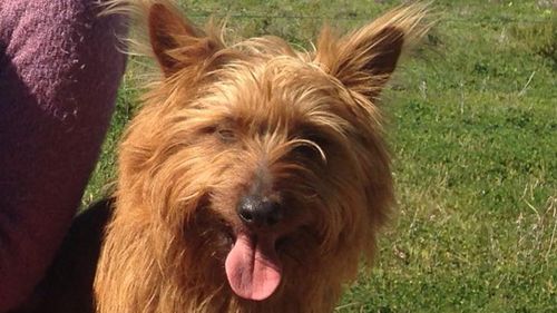 Dog hitches 1500km ride from Qld to SA