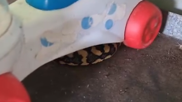Python in garage