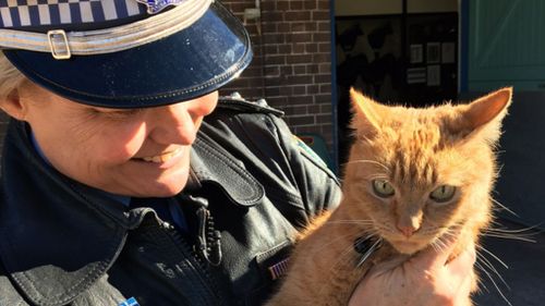 Meet the NSW police's feline officer, Troop Cat Ed