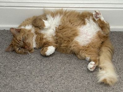 Orange cat Leo before a feline UTI