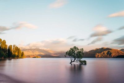 <strong>That Wanaka tree</strong>